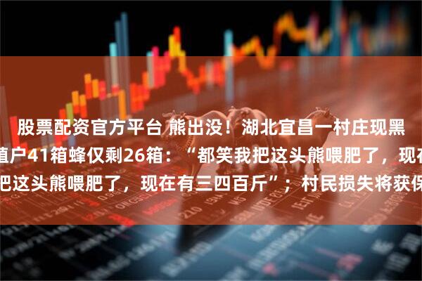 股票配资官方平台 熊出没！湖北宜昌一村庄现黑熊多次偷吃蜂蜜，养殖户41箱蜂仅剩26箱：“都笑我把这头熊喂肥了，现在有三四百斤”；村民损失将获保险赔偿